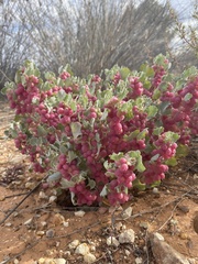 Atriplex holocarpa