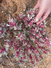 Atriplex holocarpa