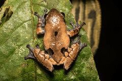 Theloderma licin