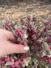 Atriplex holocarpa