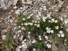Dichodon cerastoides