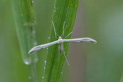 Hellinsia osteodactylus