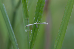 Hellinsia osteodactylus