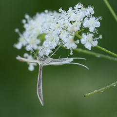 Hellinsia osteodactylus