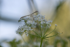 Hellinsia osteodactylus