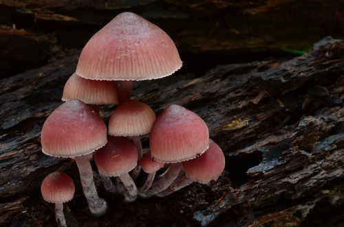 Šalmabudė nuotrauka