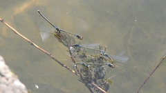 Erythromma viridulum