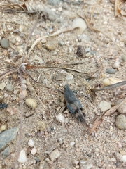 Oedipoda caerulescens