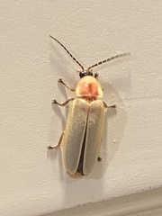 Photinus marginellus