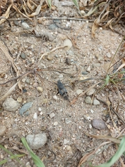 Oedipoda caerulescens