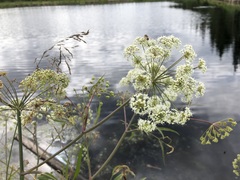 Cicuta virosa