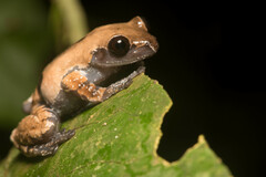 Theloderma licin