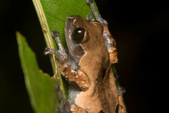 Theloderma licin