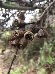 Eucalyptus utilis