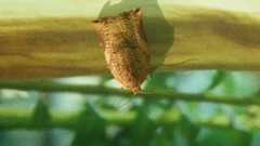 Archips podana