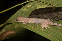 Cyrtodactylus miriensis