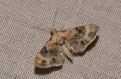 Eupithecia linariata