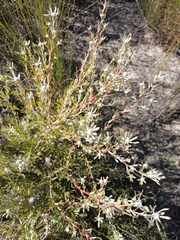 Leucadendron cinereum