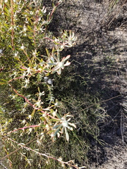Leucadendron cinereum