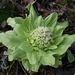 Giant Butterbur - Photo (c) Anne Burgess, some rights reserved (CC BY-SA)