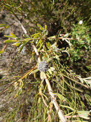 Leucadendron cinereum