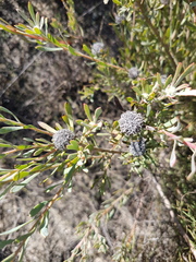 Leucadendron cinereum
