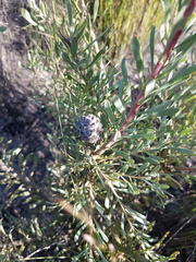 Leucadendron cinereum