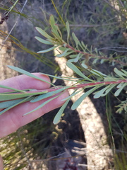 Leucadendron cinereum