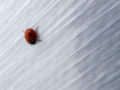 Coccinella septempunctata