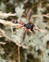 Physocephala vittata