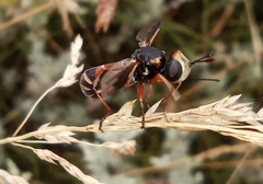 Physocephala vittata