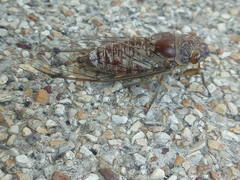 Dundubia