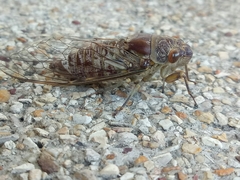 Dundubia