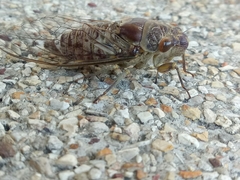 Dundubia