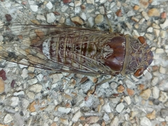 Dundubia