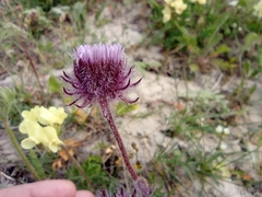 Erigeron eriocephalus