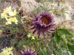 Erigeron eriocephalus