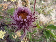Erigeron eriocephalus