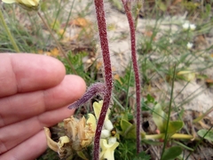 Erigeron eriocephalus