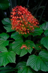 Clerodendrum paniculatum image