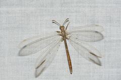 Distoleon bistrigatus