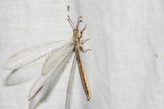 Distoleon bistrigatus