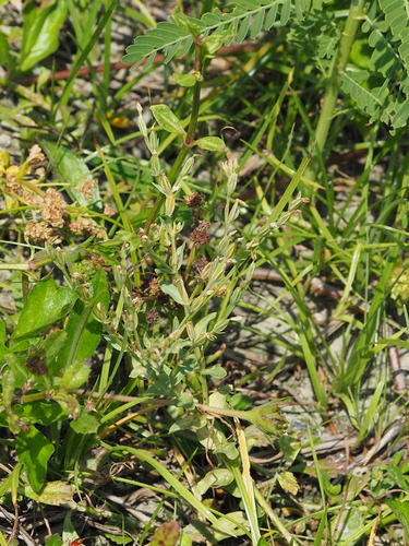 Schenkia japonica, photograph 1