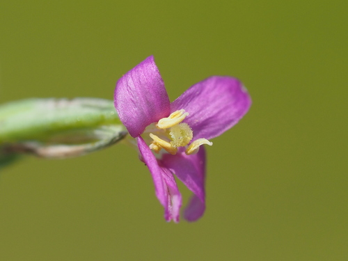 Schenkia japonica