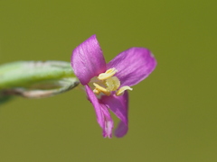 Centaurium japonicum