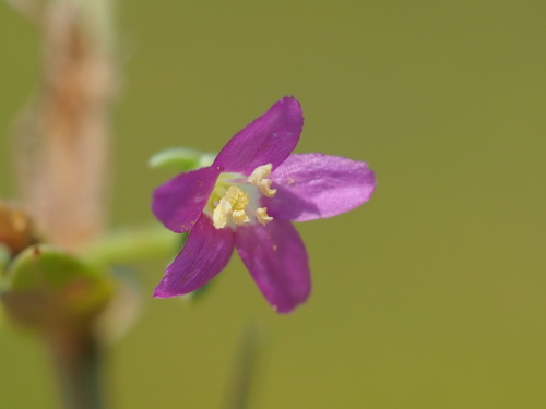 Schenkia japonica, photograph 2