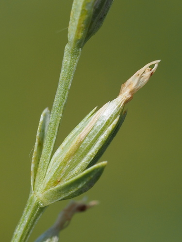 Schenkia japonica, photograph 3