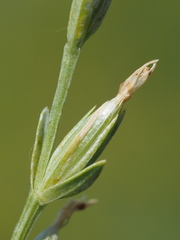 Centaurium japonicum