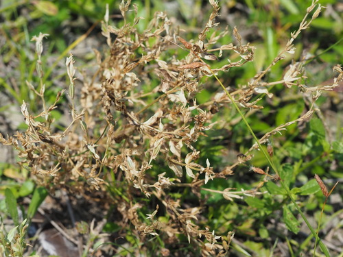 Schenkia japonica, photograph 4