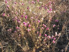 Gomphrena flaccida